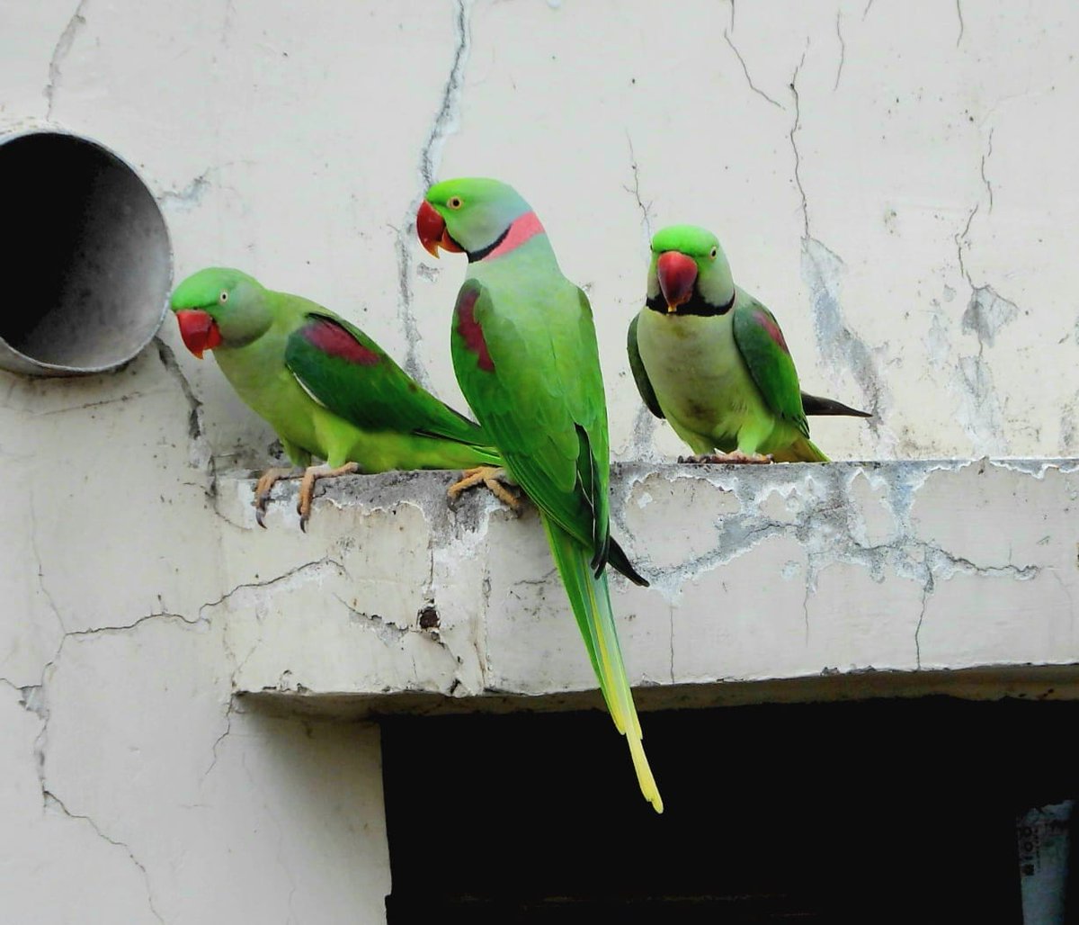 anuradhamathur's tweet image. Alexandrine parakeets! I am trying figure out whom they are waiting for! Calling out for friend!!! The story unfolds... #IndiAves #DelhiNCR #BBCWildlifePOTD #ThePhotoHour #natgeoindia #birdphotography #Nikon
