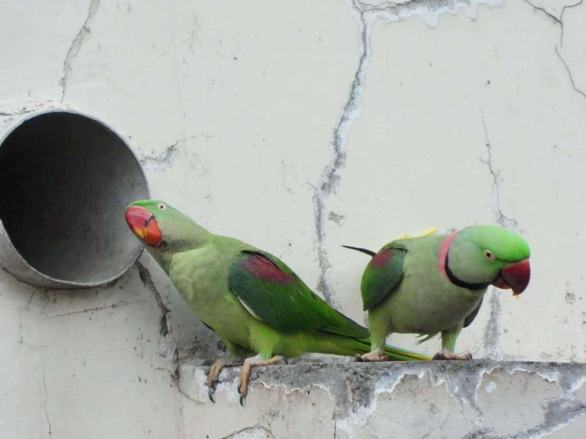 anuradhamathur's tweet image. Alexandrine parakeets! I am trying figure out whom they are waiting for! Calling out for friend!!! The story unfolds... #IndiAves #DelhiNCR #BBCWildlifePOTD #ThePhotoHour #natgeoindia #birdphotography #Nikon