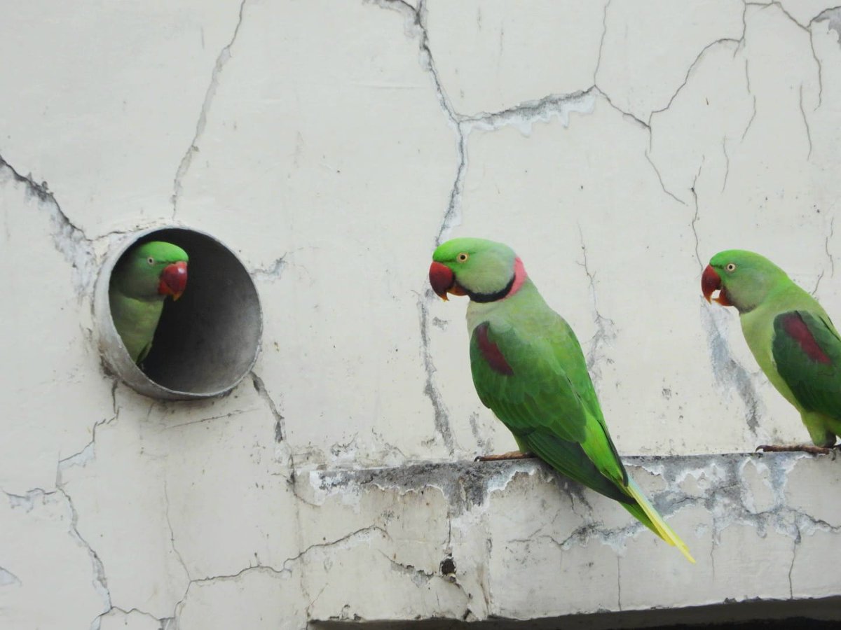 anuradhamathur's tweet image. Alexandrine parakeets! I am trying figure out whom they are waiting for! Calling out for friend!!! The story unfolds... #IndiAves #DelhiNCR #BBCWildlifePOTD #ThePhotoHour #natgeoindia #birdphotography #Nikon