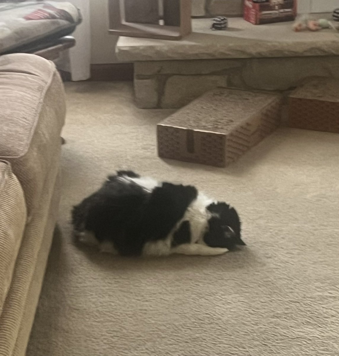 FredButt6's tweet image. Sabastion feels that Sunday is a hard day and is tired 💤