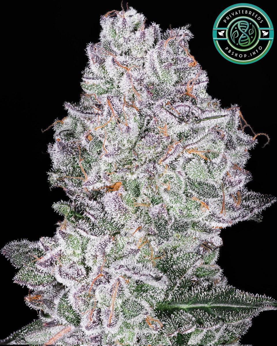 Privatebreeds's tweet image. Ghost Diamonds aka (Zkittlez x The White) crossed to Perfect Ghost reversed.
Really enjoyed testing these. Super crazy terps profiles, killer highs, and serious trichome production. The Diamond Breeze mom reeks like raspberries while the reversed Perfect Ghost pheno is sharp…