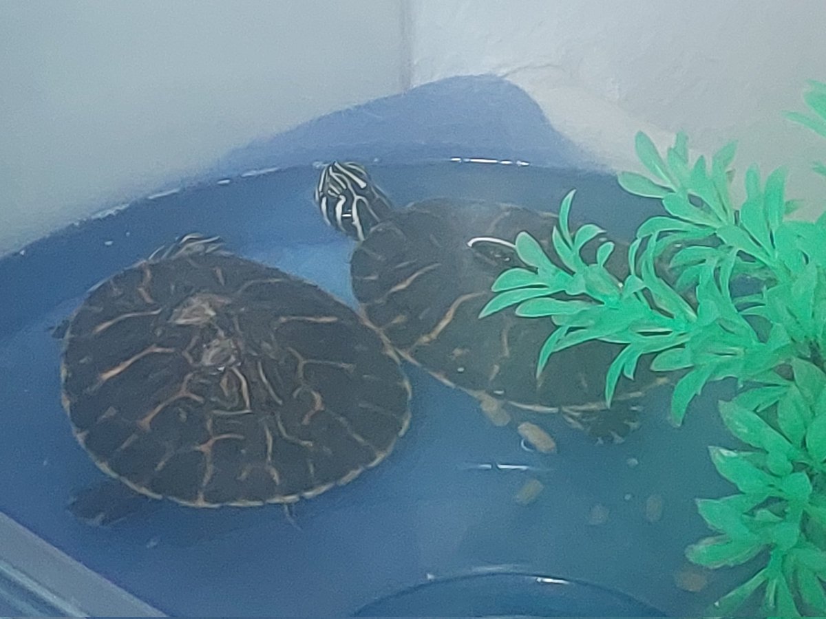 APUKAMI1's tweet image. Once again today they don&apos;t wanna eat. I get more worried