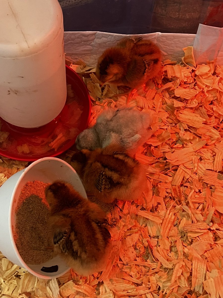 TarynA83's tweet image. Our new babies!
