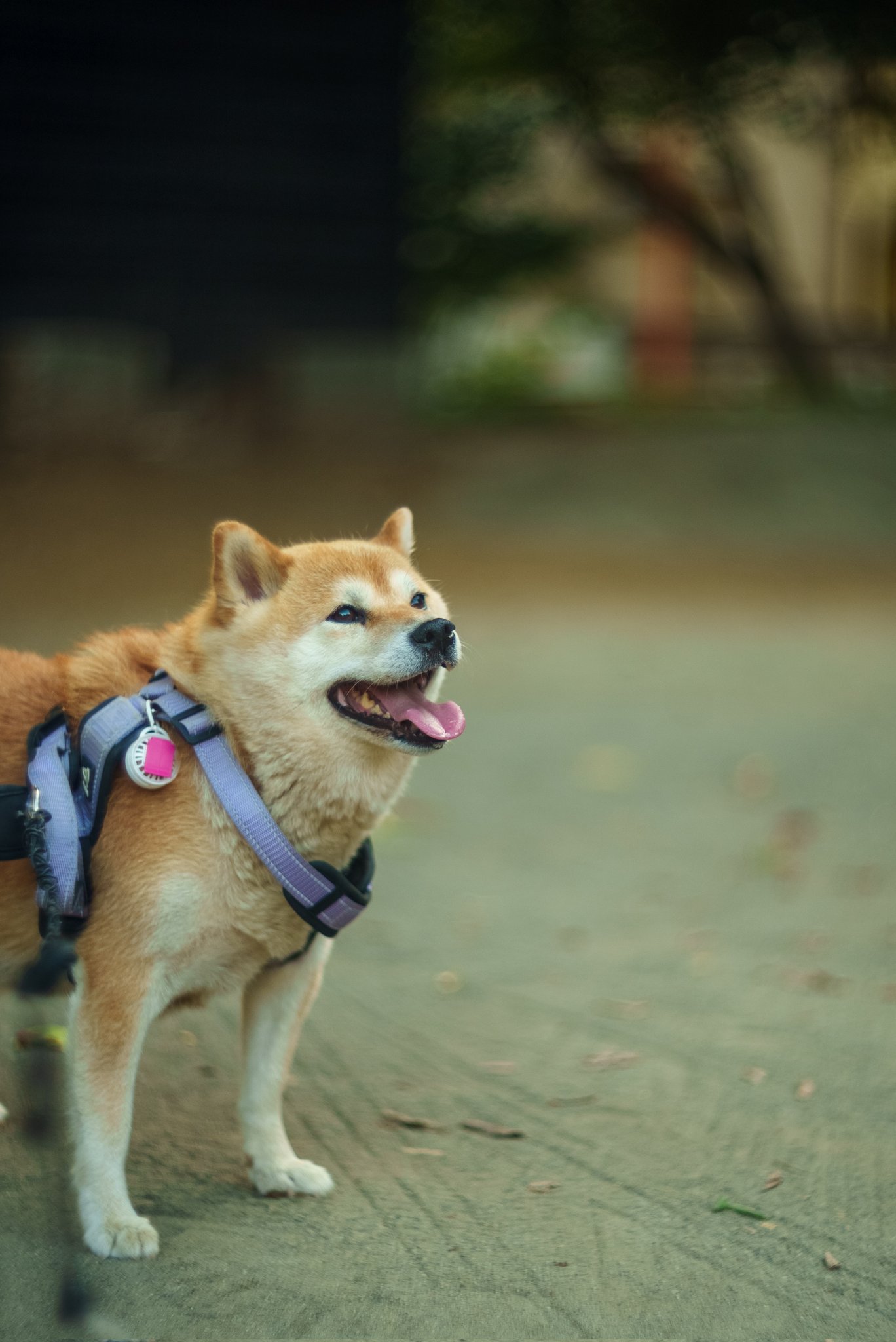 かもさんページ❣️ KEiSUKE OKADA & KOHARU🐕& KOTORA🐕‍🦺 on X: 
