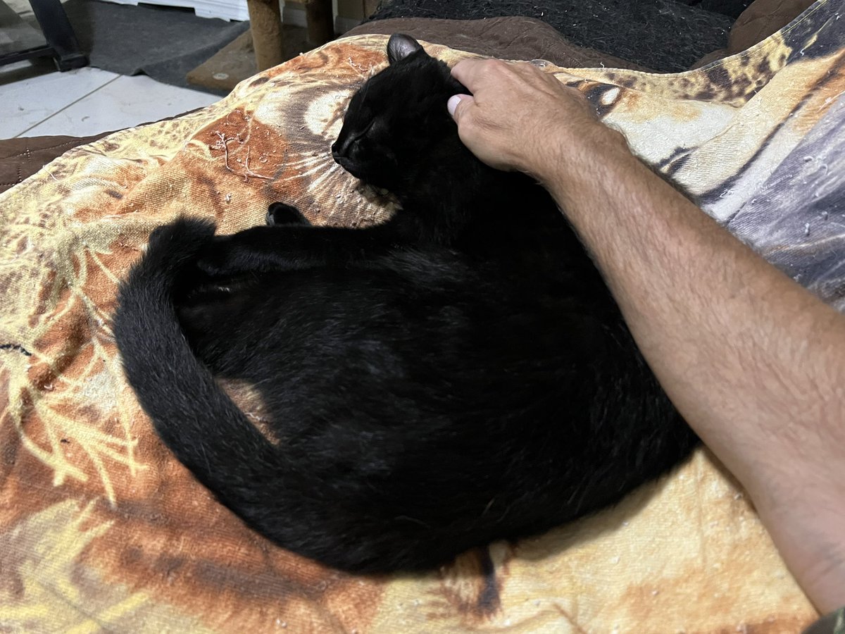 Phantom: Awwww yes all is good in my world now that the Big Guy is back to pet and cuddle with me this #SundayNight 🌌🏡💖🐈‍⬛
I hope that everyone has a Pawsome Week ahead.
☮️💖😺
#CatsOfTwitter 
#Purrs4Peace 
#Panfur 
#SundayFunday