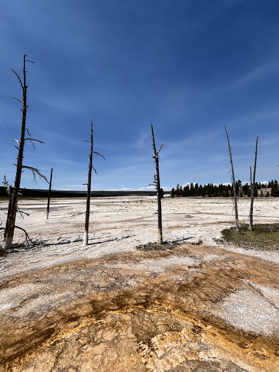 halflawless's tweet image. Salted earth