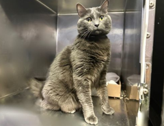 PeterAskin1's tweet photo. Handsome Bluey missed death many times & 79 days on death row! Time to free him from the deadly NYC ACC senior lovers! Please adopt if in #NewYork & area if you adore the seniors (yes you do)! Pledge to save this precious life! Tag @sachikoko with pledges! 
VERY URGENT! 🙏
https://t.co/7Q7HRPAWc7
