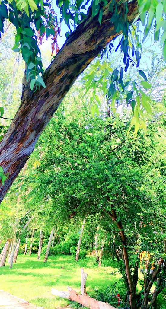 satyabhama_2's tweet image. 🌿 Happy Monday Morning! 🌞
Step into the new week like this sun-drenched forest fresh, vibrant, and full of life. 🍃
🌳 Breathe in peace
🌱 Exhale stress
☀️ Own your Monday with positivity!