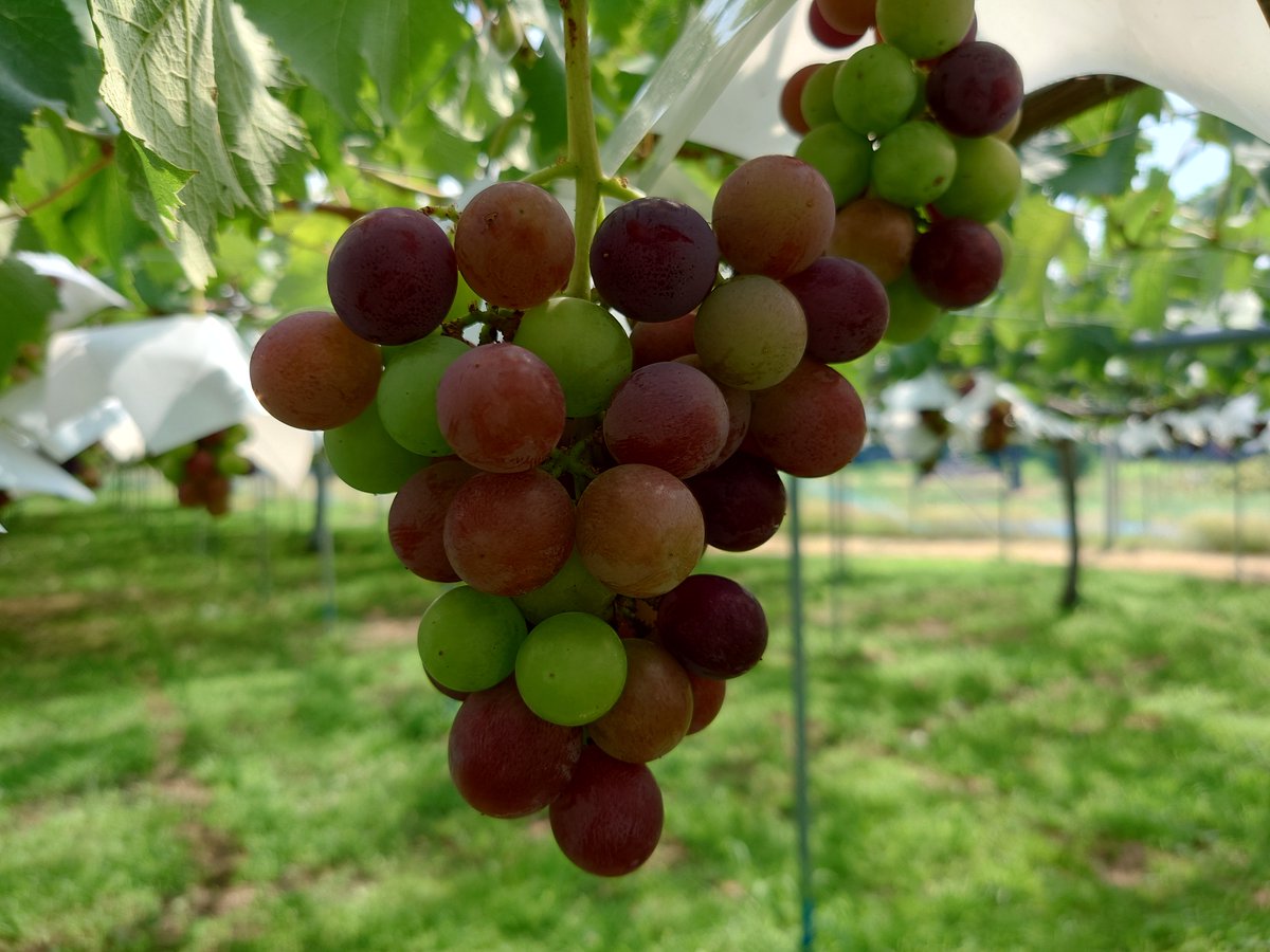 坂上ぶどう園 公式アカウント (@sakauebudouen) / Posts / X