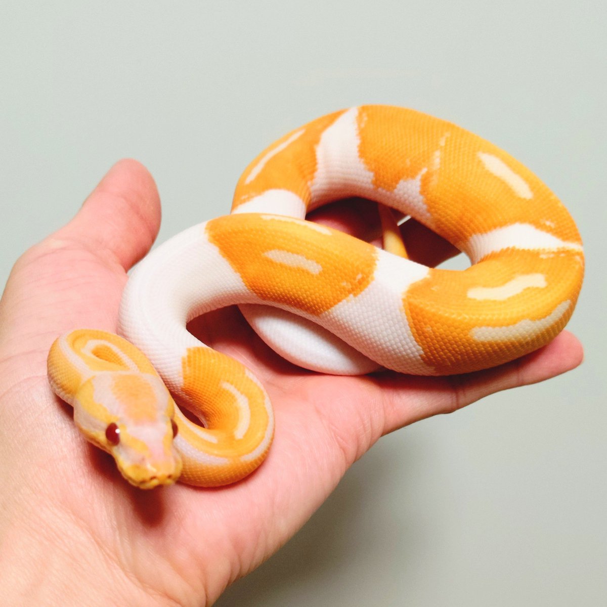 wanted_to_pet's tweet image. メンテで外に連れ出されるメム🐍
ちょっと不満そうかな？
#ボールパイソン
ドリームシクル
