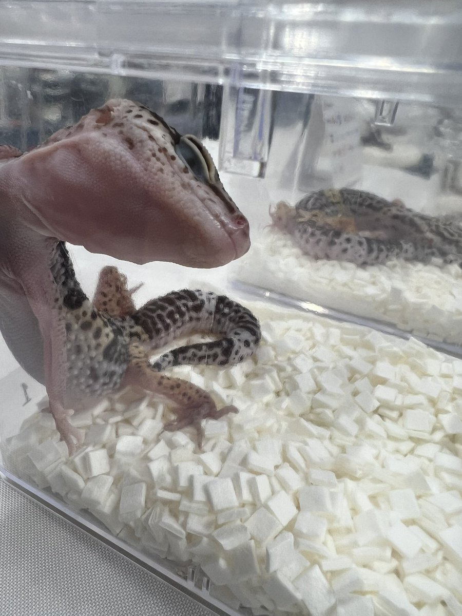 KRBreeD_2's tweet image. ね、眠い。。。

#サトプラトカゲモドキ