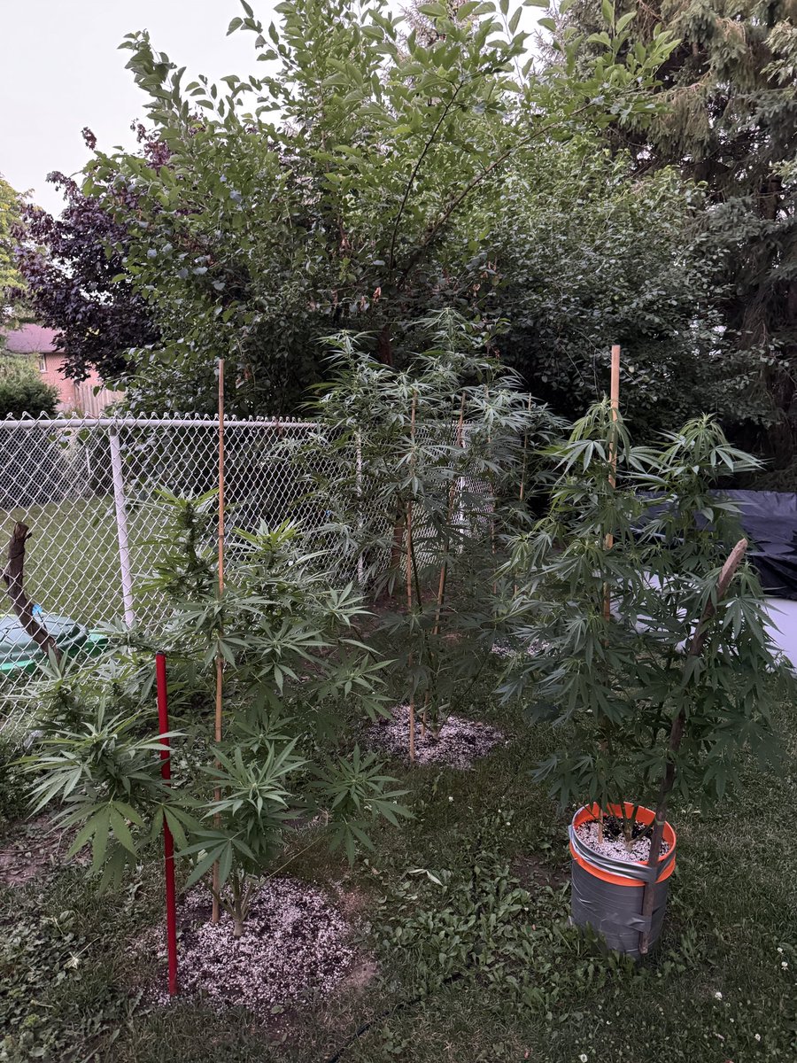 MattsGottaNo's tweet image. It’s going to smell amazing out here soon.