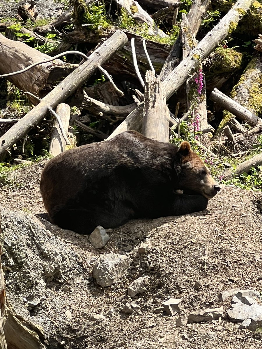 falloutbuddie's tweet image. chaik has shed his full hibernation coat and now he looks so shiny and pretty my gorgeous gorgeous boy