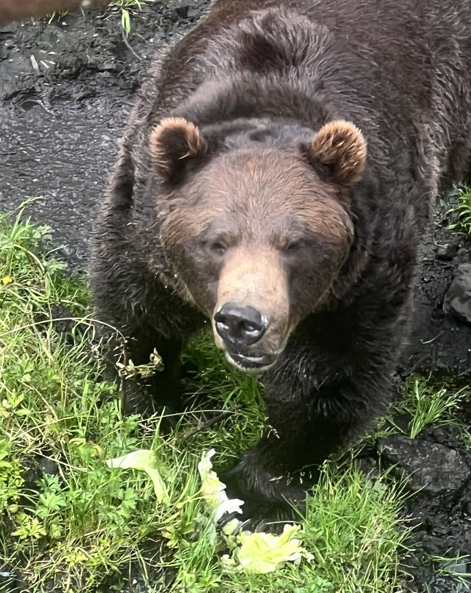 falloutbuddie's tweet image. chaik has shed his full hibernation coat and now he looks so shiny and pretty my gorgeous gorgeous boy