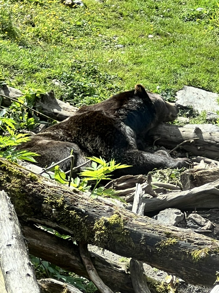 falloutbuddie's tweet image. chaik has shed his full hibernation coat and now he looks so shiny and pretty my gorgeous gorgeous boy