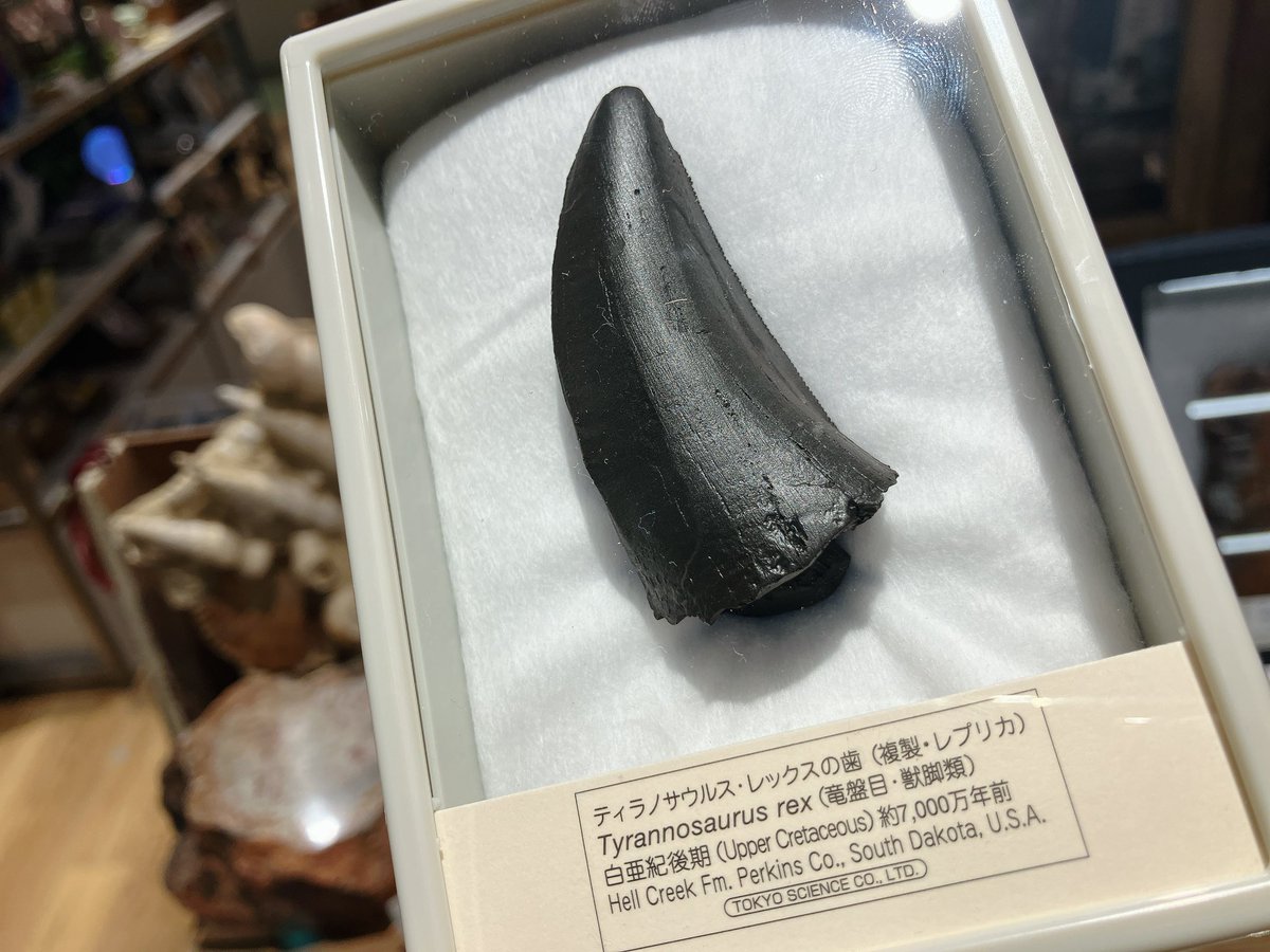 オビラブトルの爪やディノニクスの爪、ティラノサウルスの歯のレプリカ