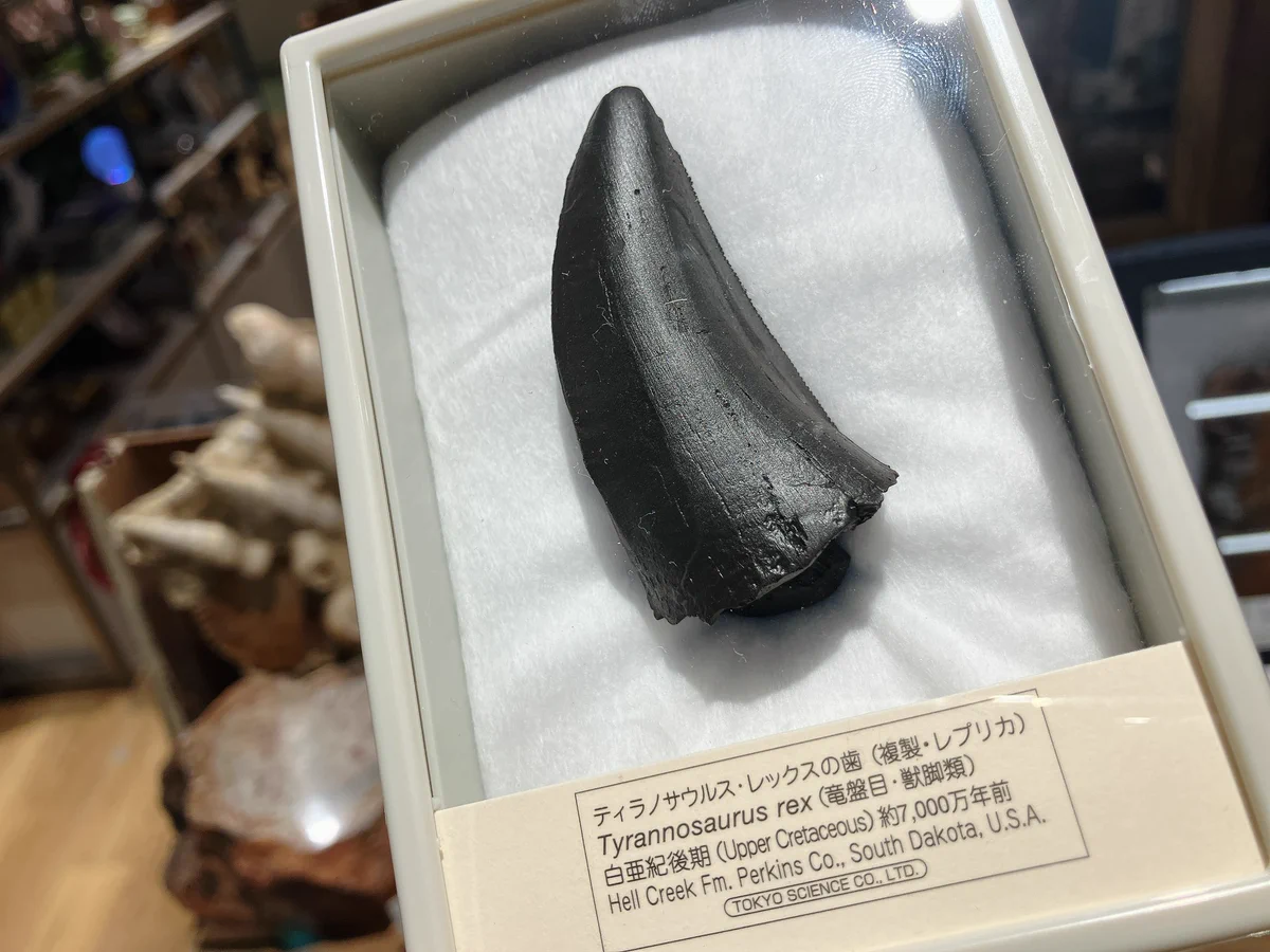 超希少・博物館級！デイノニクスの鉤爪と歯の化石　値段交渉可能 THE STUDY ROOM エキュート上野店 on X: 