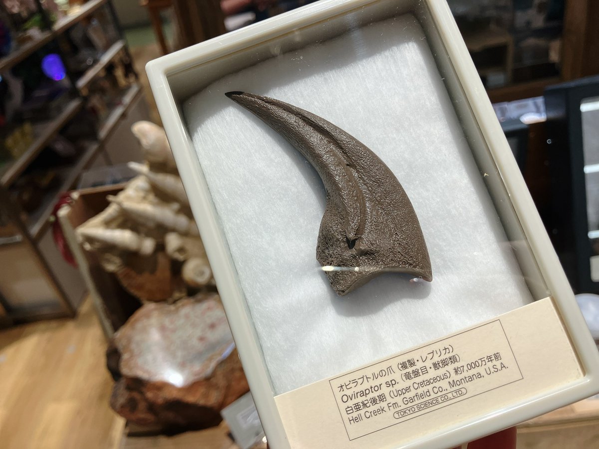 オビラブトルの爪やディノニクスの爪、ティラノサウルスの歯のレプリカ
