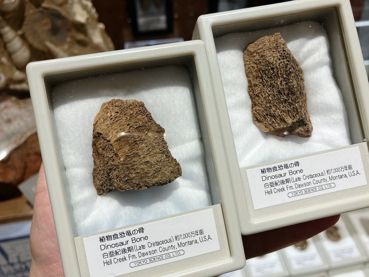 オビラブトルの爪やディノニクスの爪、ティラノサウルスの歯のレプリカ