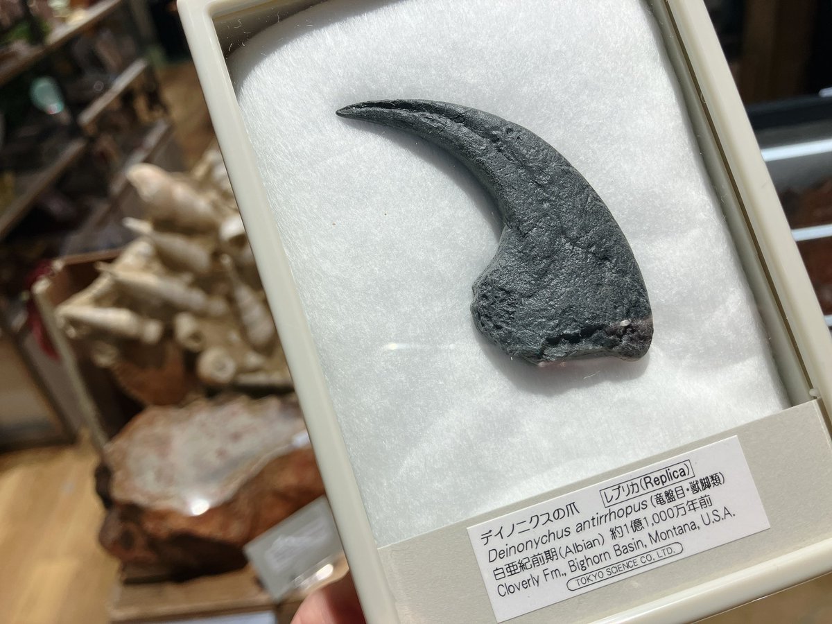 オビラブトルの爪やディノニクスの爪、ティラノサウルスの歯のレプリカ