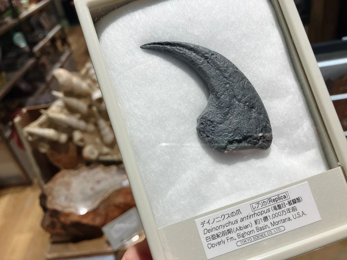超希少・博物館級！デイノニクスの鉤爪と歯の化石　値段交渉可能 THE STUDY ROOM エキュート上野店 on X: 