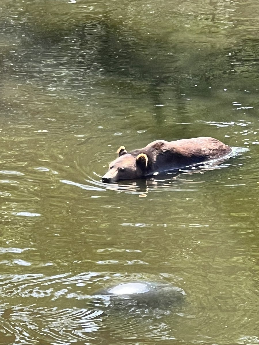 falloutbuddie's tweet image. i need a new phone just for bear pictures wtf are these 😭😭