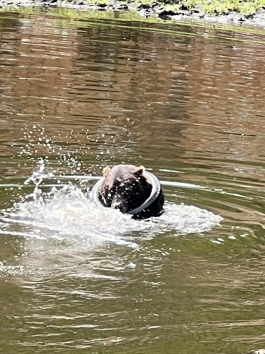 falloutbuddie's tweet image. i need a new phone just for bear pictures wtf are these 😭😭