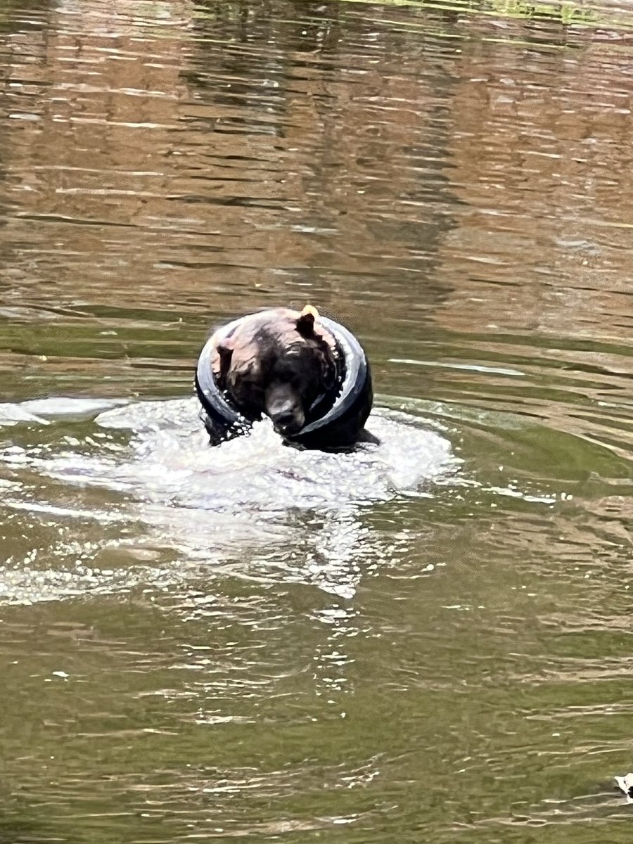 falloutbuddie's tweet image. i need a new phone just for bear pictures wtf are these 😭😭
