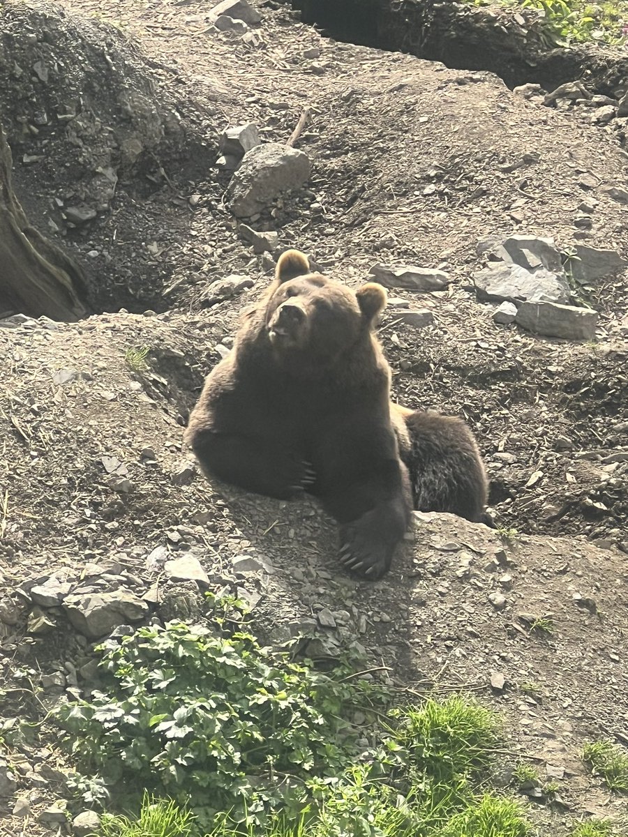 falloutbuddie's tweet image. i need a new phone just for bear pictures wtf are these 😭😭
