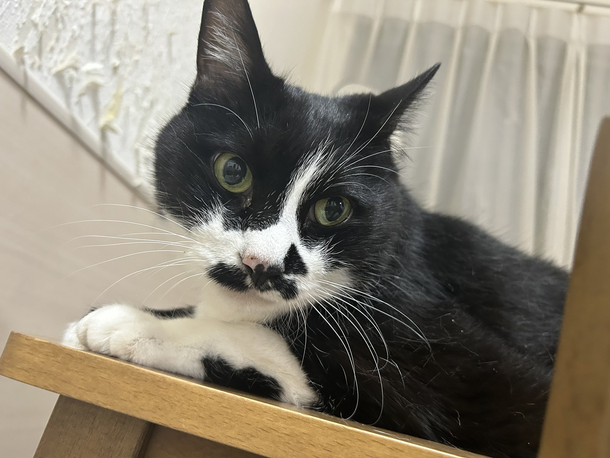 ちびねこ　0504 お散歩楽しいね #猫