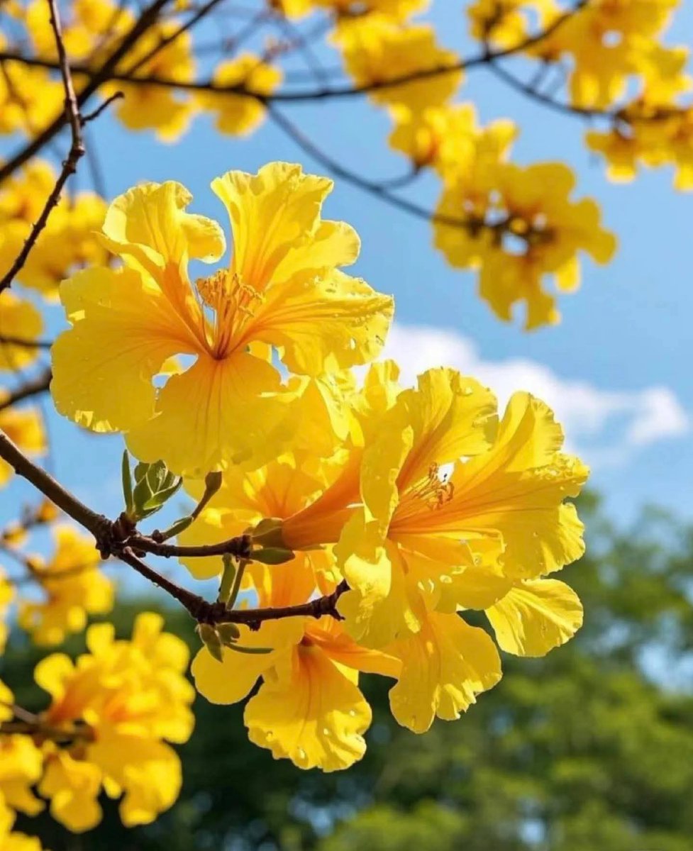 74ceff6b903445b's tweet image. Hello dear friends 🙏😄 
Have a beautiful Monday 🌻