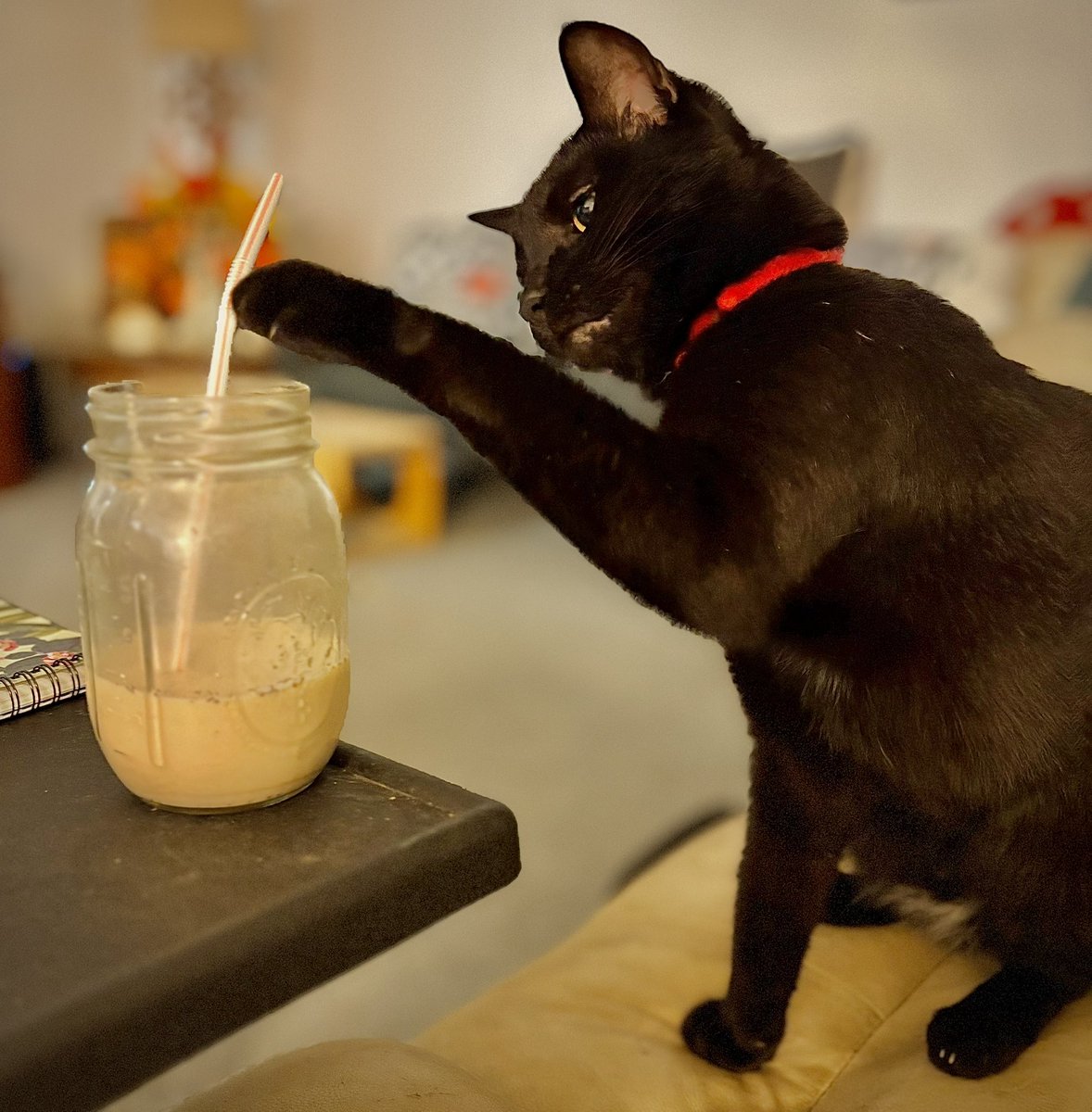PsychonautRuss's tweet image. Ol’ Bucky wants him some horchata.