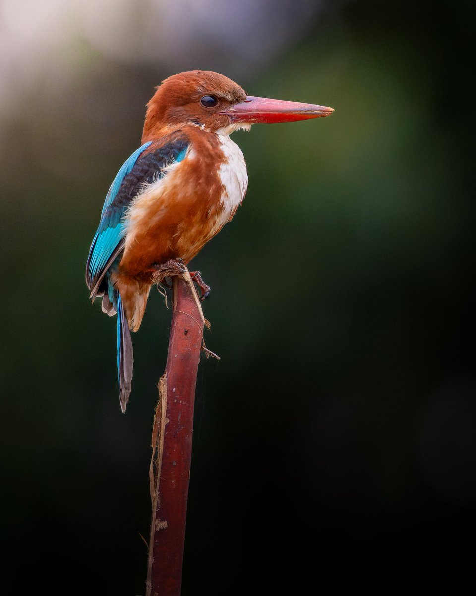 Perch high, stay sharp, and chase those Monday blues into the horizon! Happy week ahead folks #indiAves in frame #whitethroatedkingfisher #birdphotography
#birdwatching #natgeoindia #natgeowild
