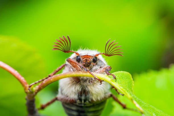 bbeetleparty's tweet image. stares back