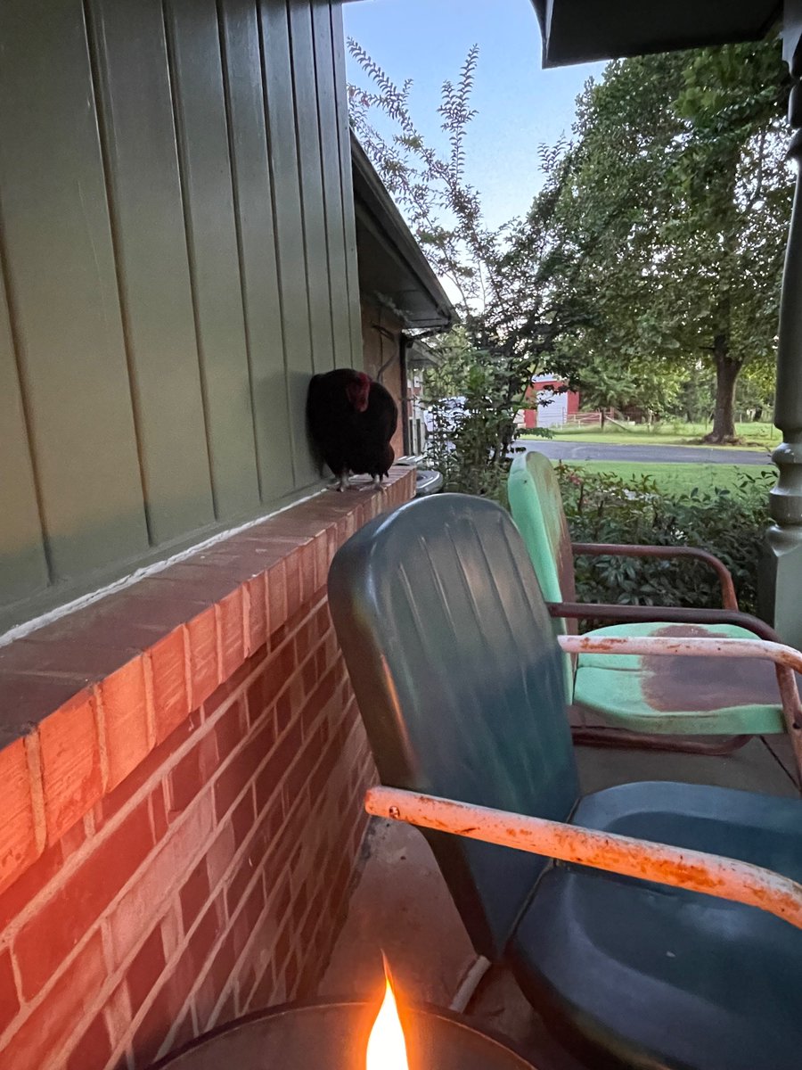 traci87's tweet image. Me and this chicken are front porch sitters