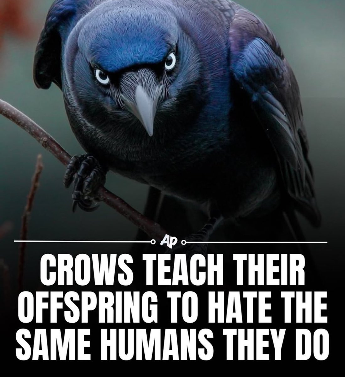 FinneJay's tweet image. I aspire to achieve crow levels of hate against shitcoiners, and europoors.