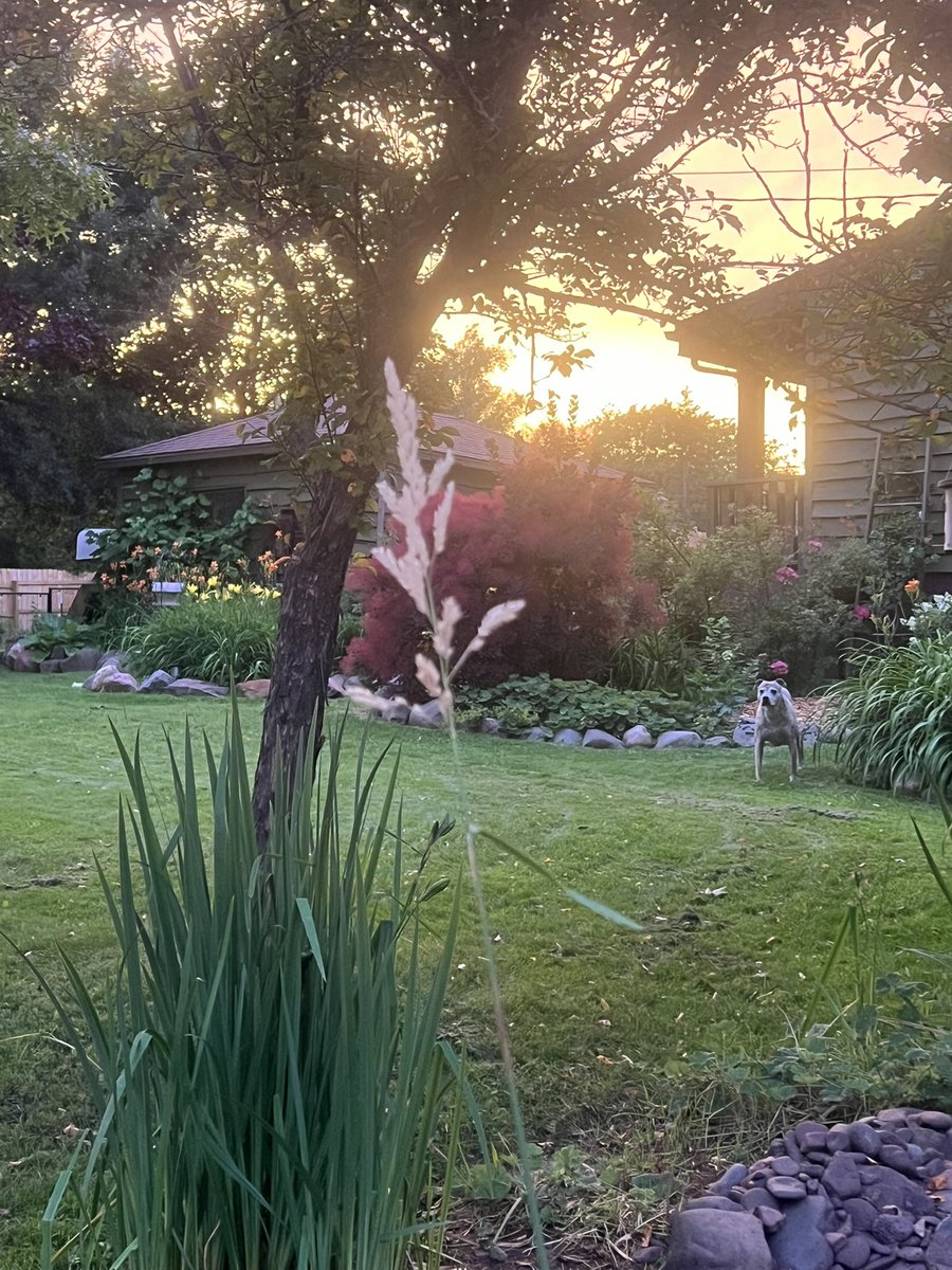 chrisplys's tweet image. Taking in the sunset with the ol boy. 🖤