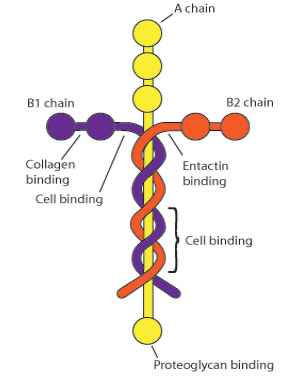 CWonder205's tweet image. Laminins are proteins that bind and keeps all tissue and cells together on a microscopic level.
This a photo of what it looks like ⬇️
Colossians 1:17 He is before all things, and in Him all things hold together.
Even science and nature testifies to Jesus Christ The Son of God.
