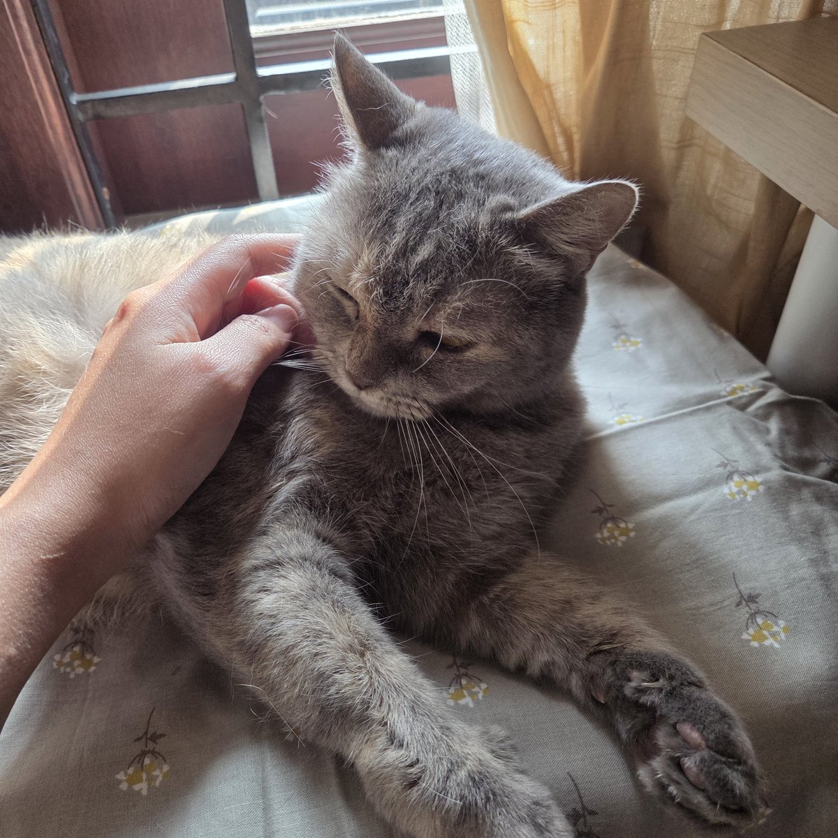 catsfrost's tweet image. everytime i see her, i always think zayne would love her so much... she's a sweet girl... likes human company, but very calm and not too clingy... she loves to be just by your side while you do your things... can pet her once in a while... a perfect work companion for zayne 🥹🤍