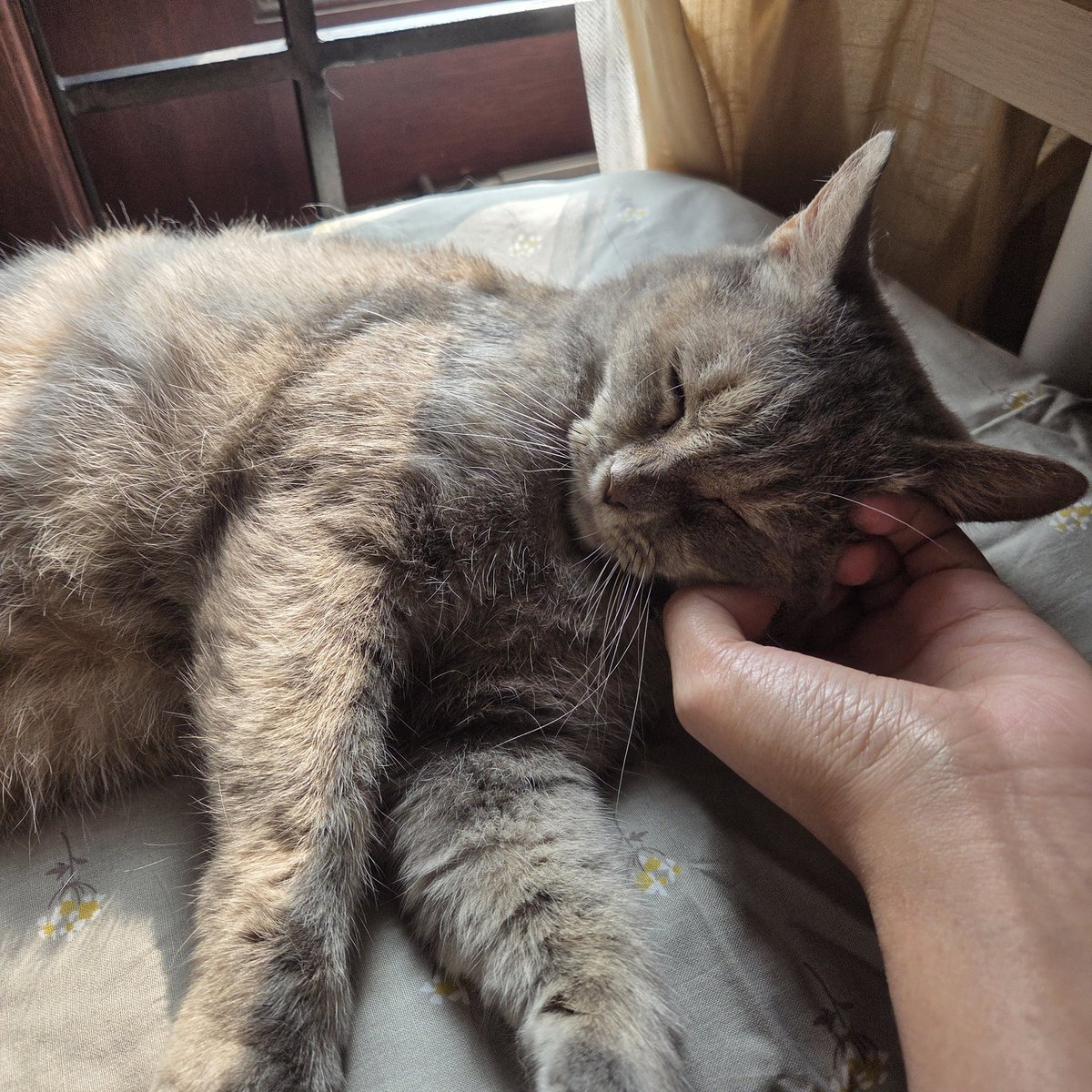 catsfrost's tweet image. everytime i see her, i always think zayne would love her so much... she's a sweet girl... likes human company, but very calm and not too clingy... she loves to be just by your side while you do your things... can pet her once in a while... a perfect work companion for zayne 🥹🤍