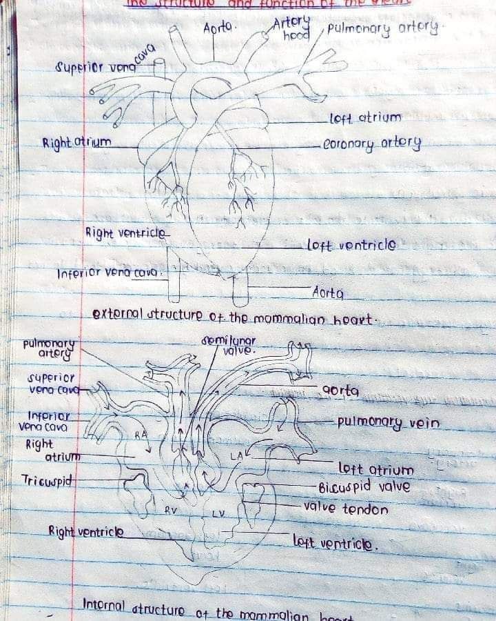 chuma13902's tweet image. Do you remember this in biology
