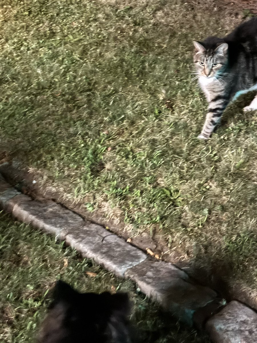 chans_burner's tweet image. This cat won’t stop following me