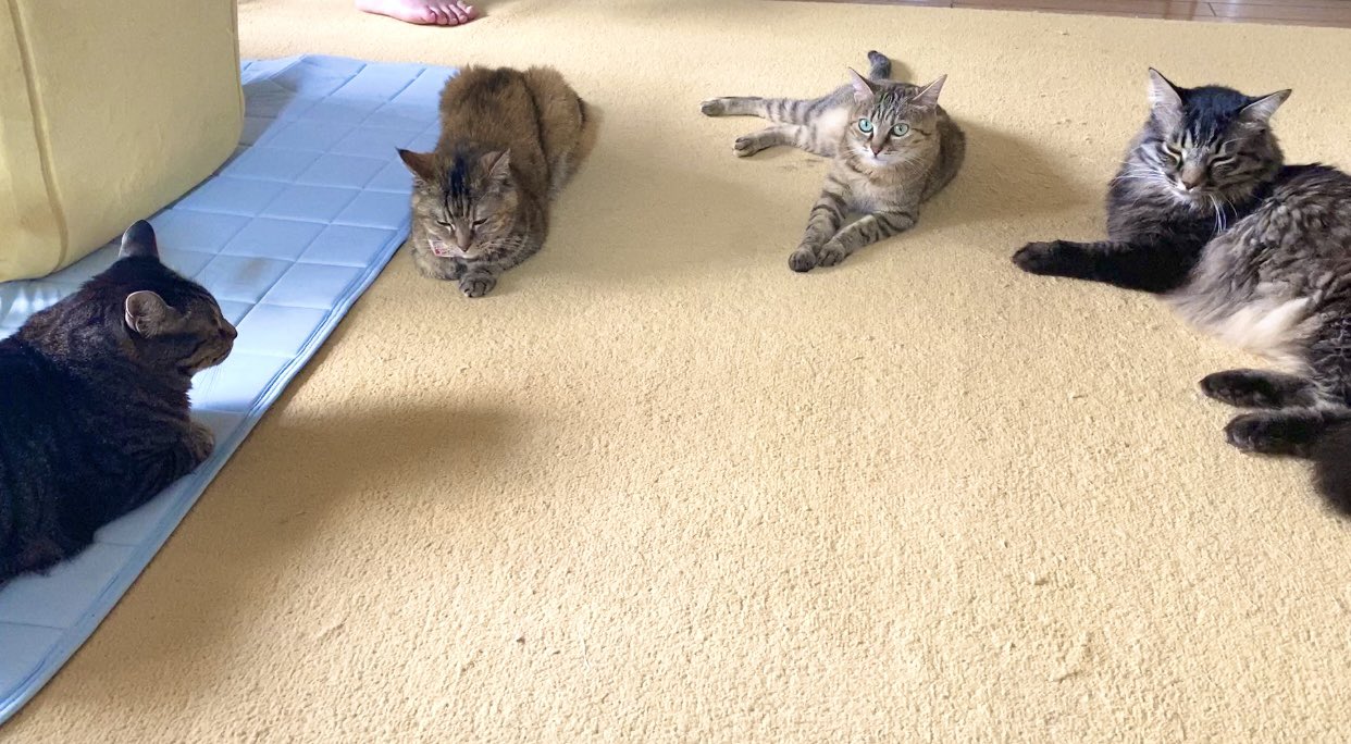 可愛い猫達 Amazon｜りぶはあと 抱き枕 ねこ肯定感 はちわれのかつお L