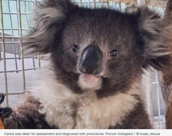 DeborahTabart's tweet photo. It's time for a #KoalaProtectionAct, to truly #SaveTheKoala! Another lucky escape for this gorgeous Koala who was hit by a car and stuck to the tyre. Due to habitat loss and fragmentation, they have no choice but to traverse dangerous roads #NoTreeNoMe
https://t.co/iFhJ97Vxxi https://t.co/v1bO4YRhqk