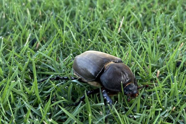 今日もあぢー☀️埼玉ゆず地方。何かポトンと落ちて来た。カブトムシのメス。暑いもんねー。でも木陰で休んだ後に元気に飛んでった😊＃芝生 ＃TM9  ＃酷暑埼玉 ＃カブトムシ