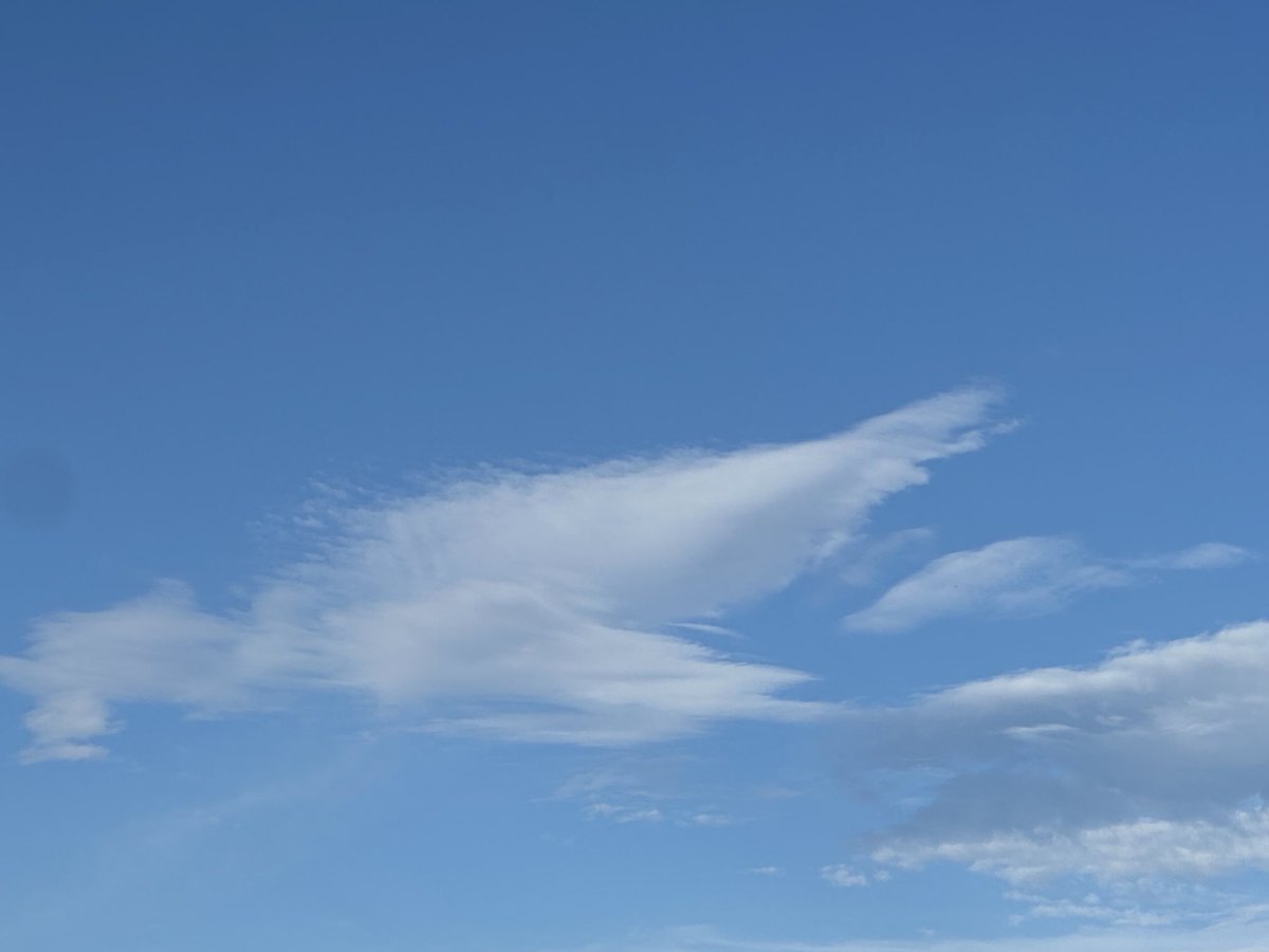 WhimsicalFarmgr's tweet image. Wings 🪽