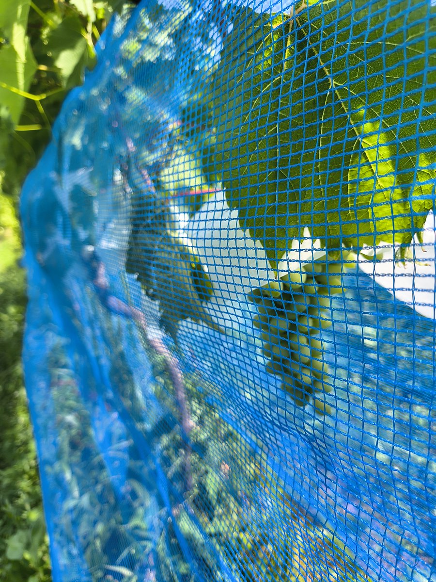 26日は🍇にほんまつぶどう予備校✏️の第7回でした。座学では、ヴェレゾン期についてと収穫前の検体採取や収穫👀見極めの話がされ🔍圃場に移動し🐤鳥や蜂よけのネット設置を行いました。
#にほんまつぶどう予備校