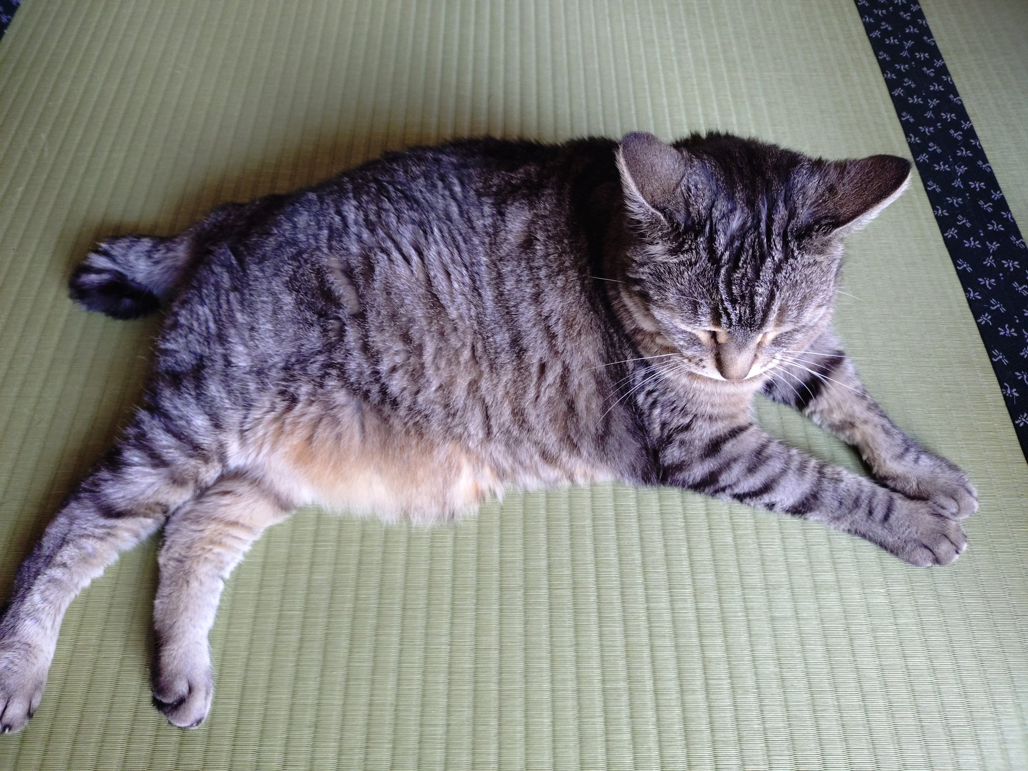 mogutan　猫Ｋ Mogutan - Search / X