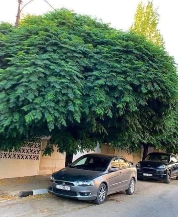 ALMISNID's tweet image. لو أن البلديات ألزمت السكان أو بادرت هي نفسها بزراعة الأرصفة بأشجار ظل كثيفة كهذه، لما احتجنا إلى المظلات التي شوهت الحارات.

🌳 شجرة واحدة تُغني عن عشرات المظلات، وتُقدم:

ظلًا دائمًا صيفًا وشتاءً.
جمالًا بصريًا حيًا يتنفس.
تحسنًا في جودة الهواء وخفضًا لدرجات الحرارة.
انسجامًا…