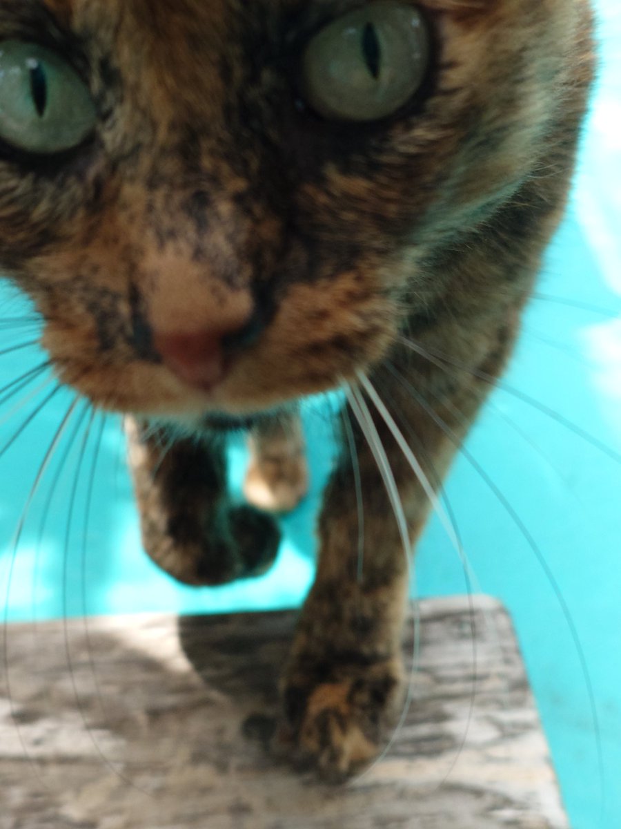 nekosuka513's tweet image. 外暑い！！ムリ！！ムリ！！ムリぃ！！
